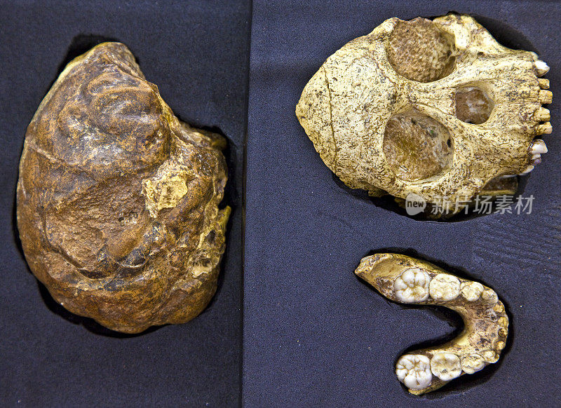 唐人头骨化石:唐人儿童头骨的原始部分