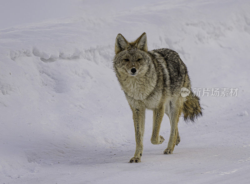 怀俄明州黄石国家公园的猛犸温泉区。冬天有雪。运行。