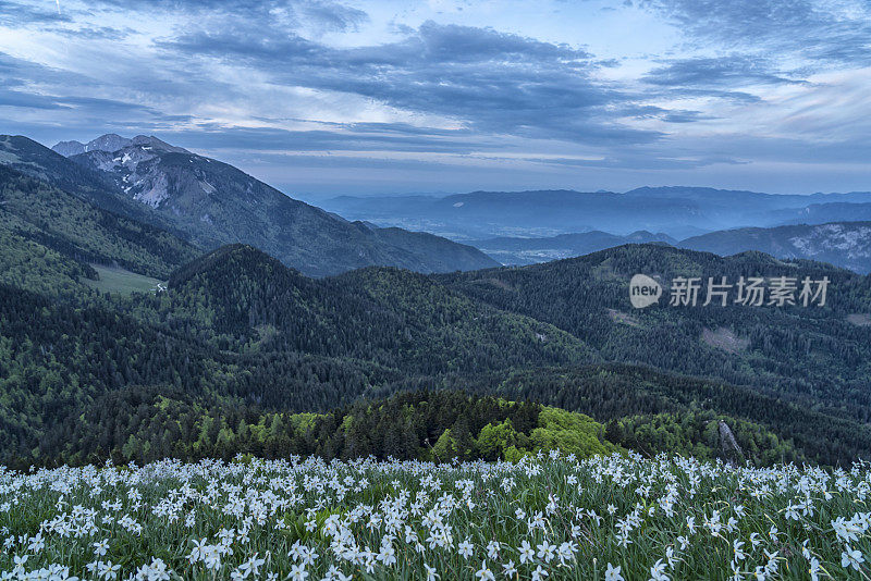 水仙花像清晨山上的雪