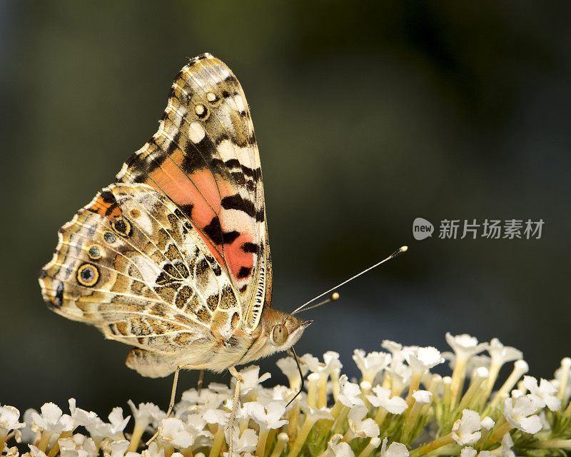 宏观昆虫画蛱蝶(凡妮莎·卡杜)