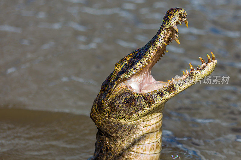 惊人的野生鳄鱼在潘塔纳尔河，巴西