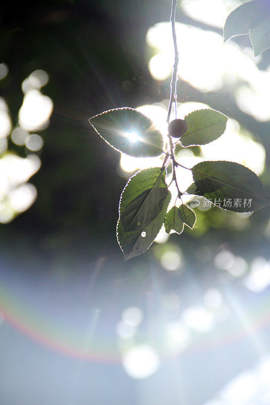 镜头光晕和树叶在阳光明媚的一天伊朗的性质