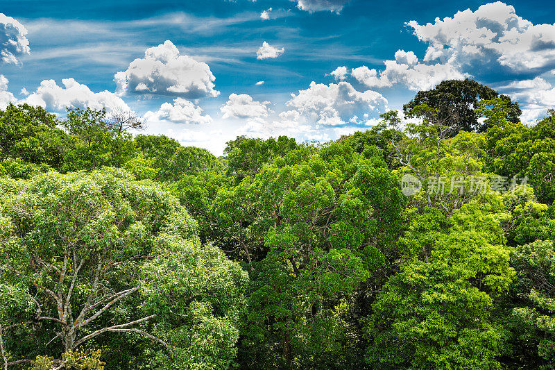 巴西亚马逊雨林鸟瞰图