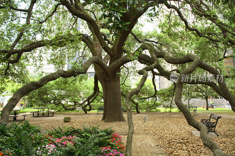 树，萨姆休斯顿公园，休斯顿，德克萨斯州