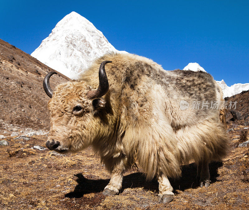 前往珠峰大本营-尼泊尔途中的牦牛