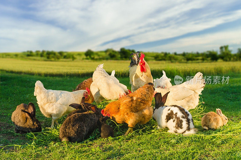 家禽和兔子一起在农场里吃饭
