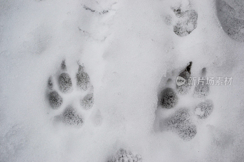 狗在冬天会在雪地上留下脚印