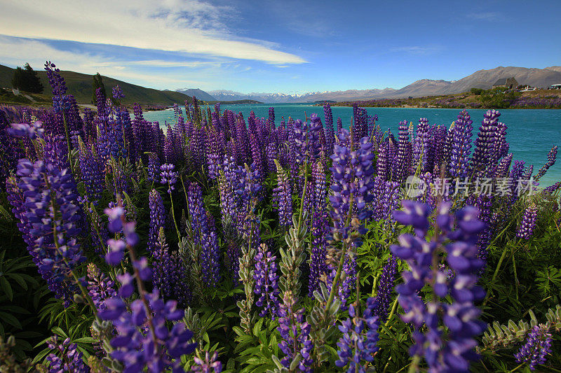 特卡波湖的Lupins