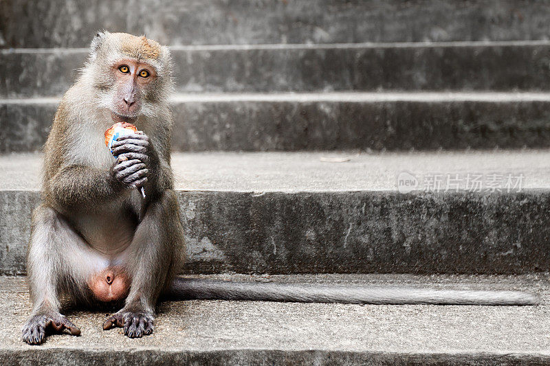 猴子在吃冰淇淋