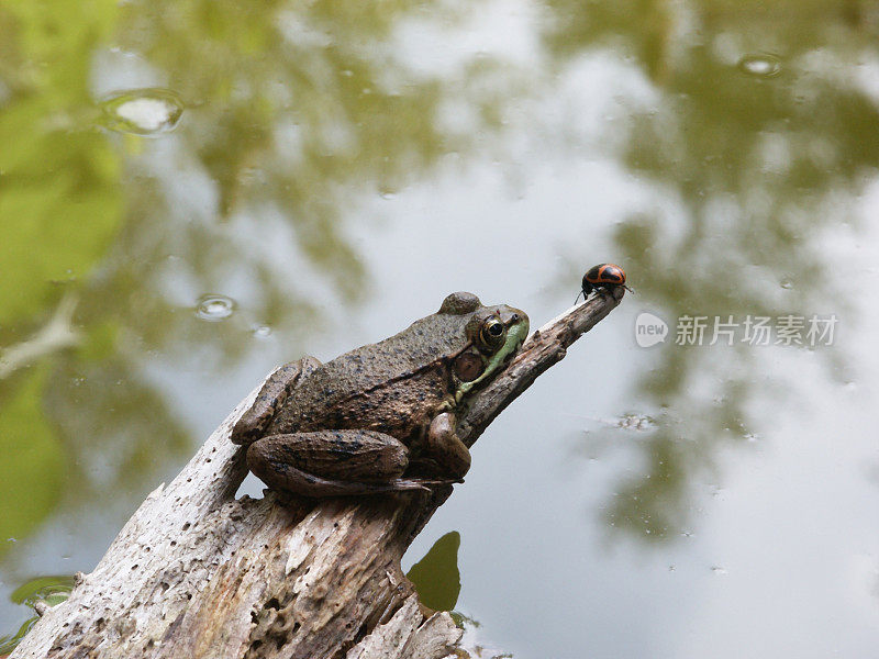 浮木上的青蛙和瓢虫