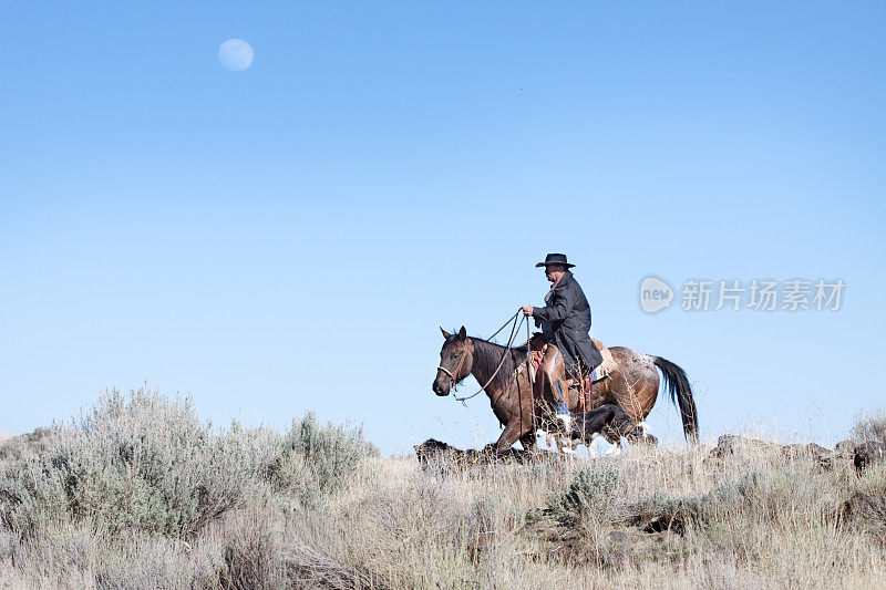 工作牛仔骑着马在开阔地与狗