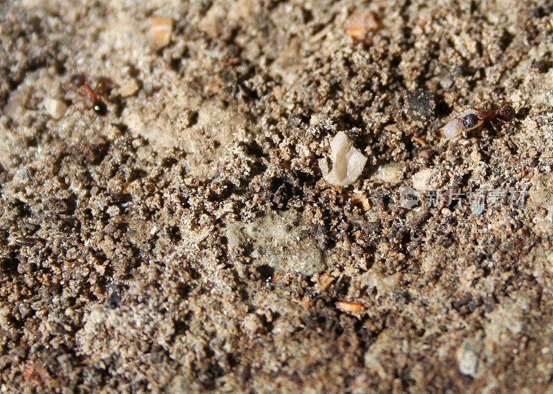 蚂蚁在潮湿的地面上产卵