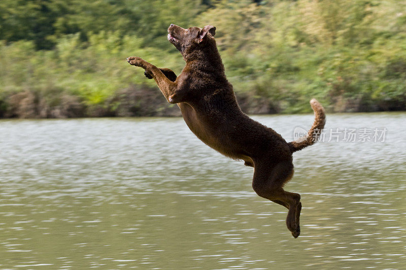 跳跃的猎犬的狗