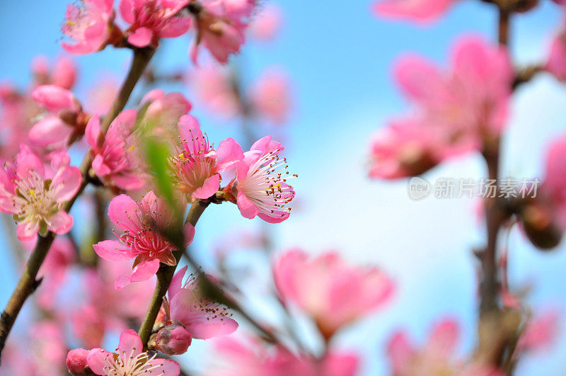 樱桃开花的花