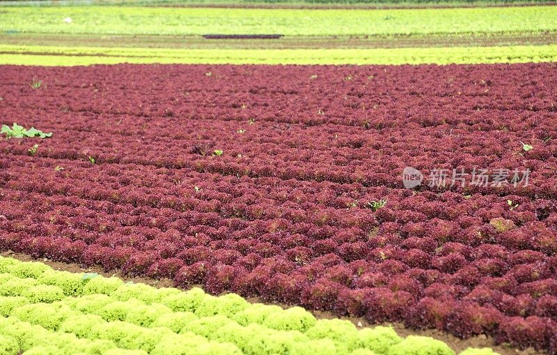 生菜植物