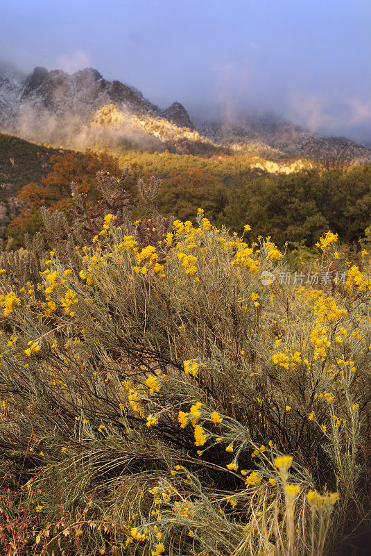 风景日落山艾树