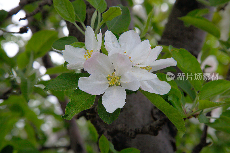 红色美味的苹果花在树枝上。