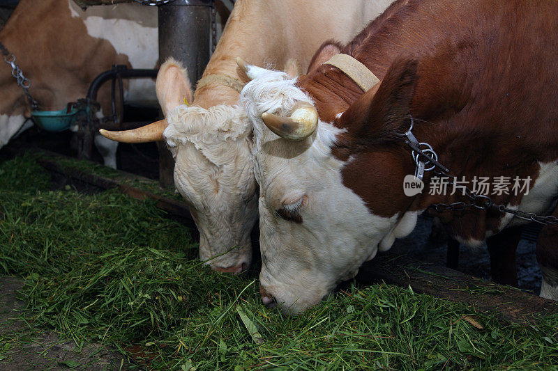 两只奶牛在牲口棚里吃草