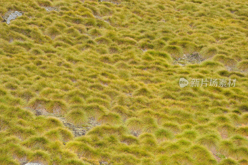 塔斯马尼亚州摇篮山的波顿草，