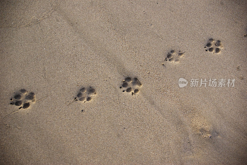 沙地上的动物脚印