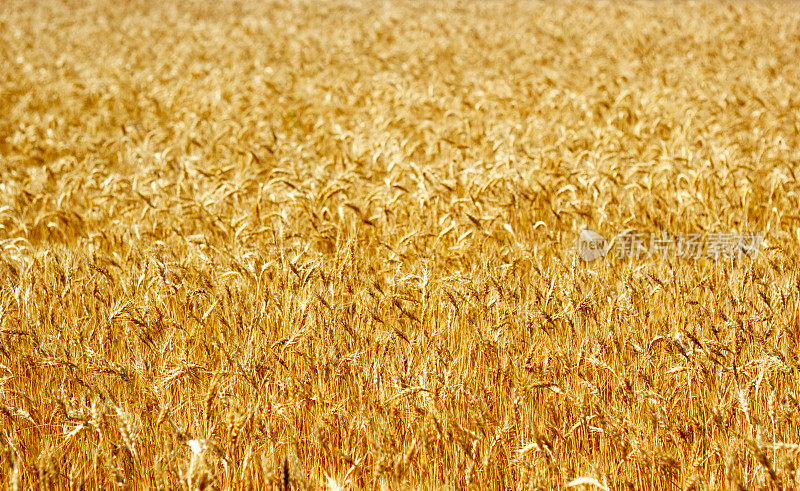 麦田里成熟的麦穗