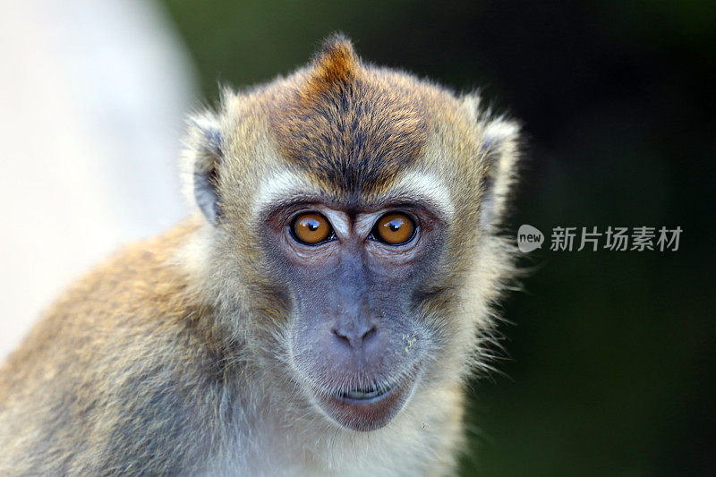 印度尼西亚:婆罗洲丹戎普丁的长尾猕猴