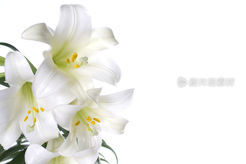 复活节百合花用于春天或庆祝耶稣的复活