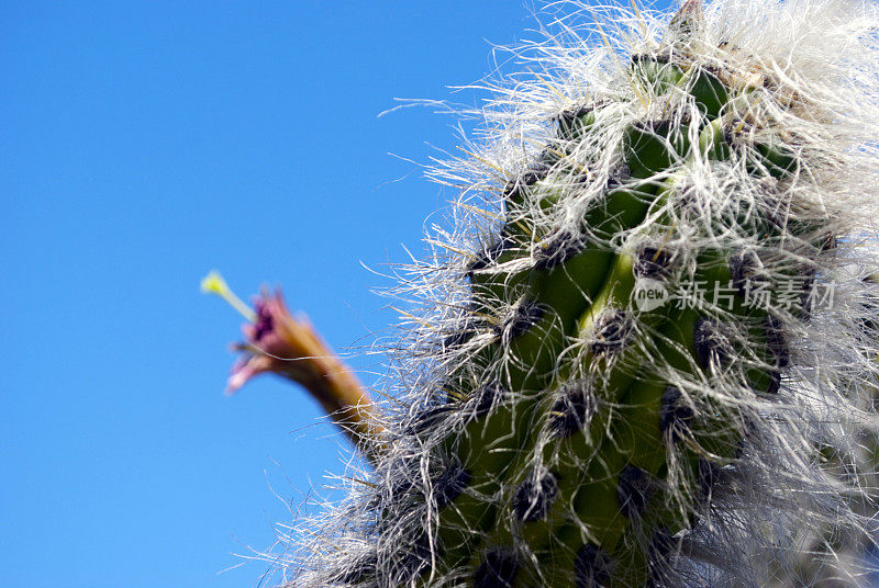 仙人掌的花