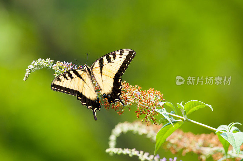 老虎燕尾蝶的风景照片