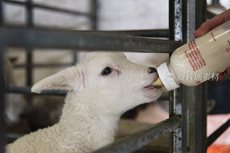 用奶瓶喂养被妈妈遗弃的小羊