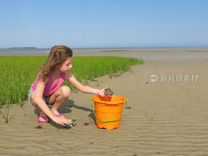 假日女孩收集贝壳，桶，SC海滩，海草