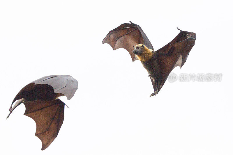 两个飞行的蝙蝠