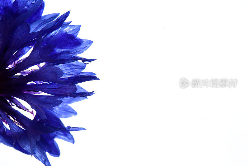 蓝玉米花(矢车菊)
