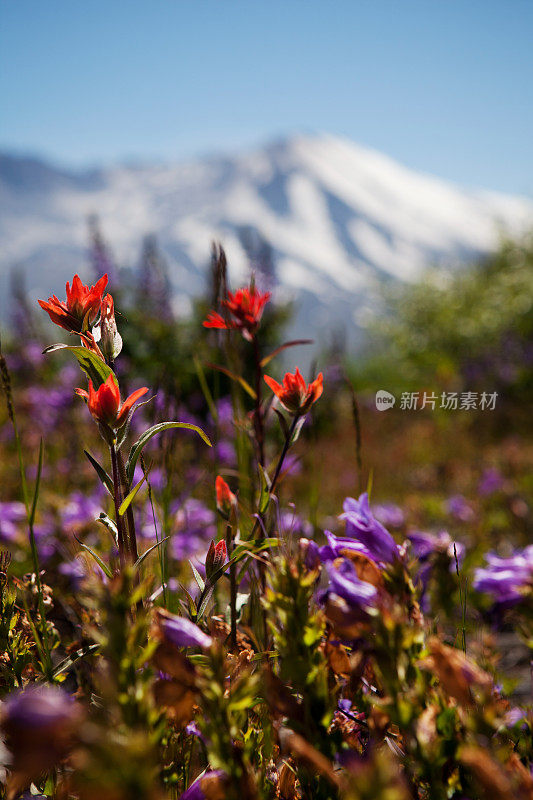 圣海伦火山和野花