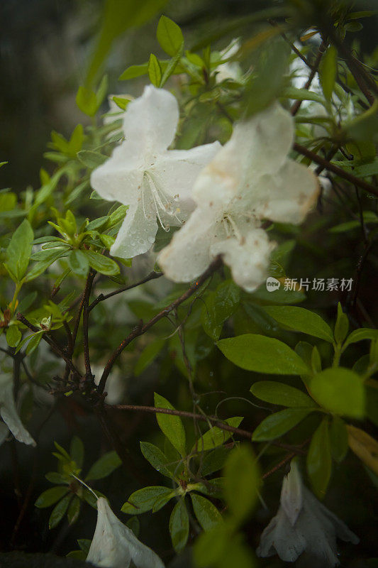 潮湿和多雨的