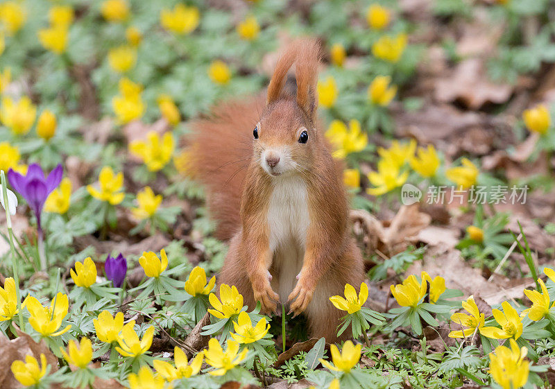 坐在花丛中的欧亚红松鼠