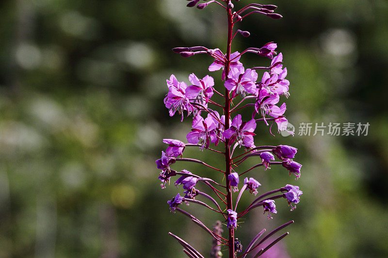 火草叶紫红色花背光