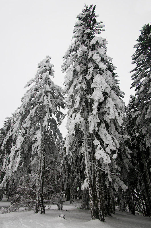 积雪冷杉