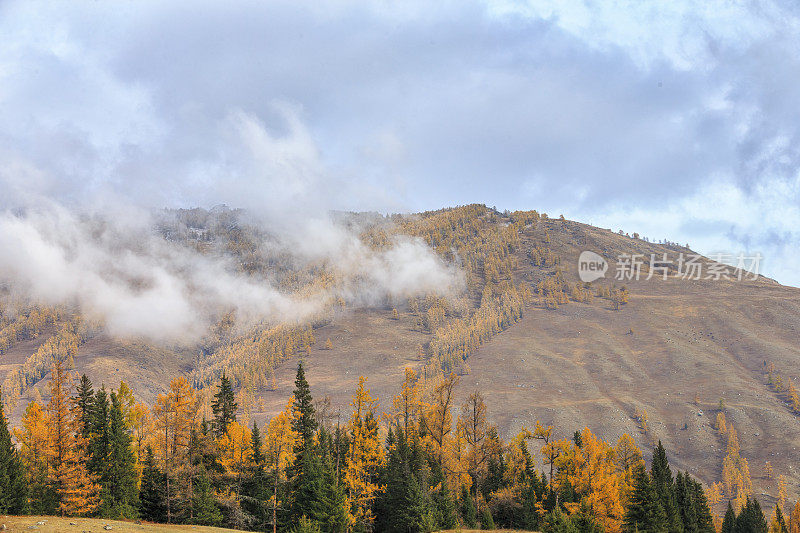 秋季景观喀纳斯湖地区，新疆，中国