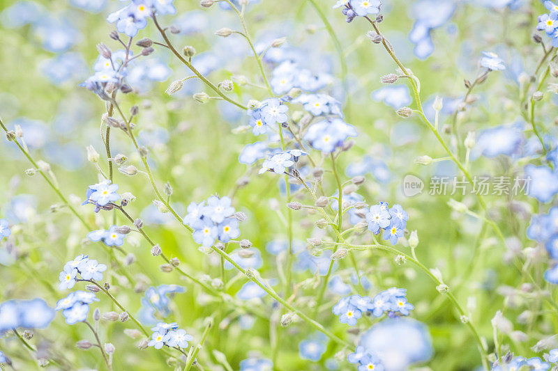 淡蓝勿忘我花的散焦背景