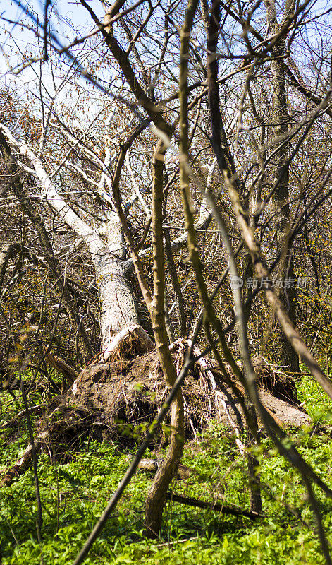 树林里一棵被连根拔起的老树