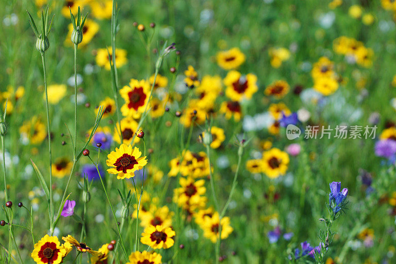 黄花植物野外特写