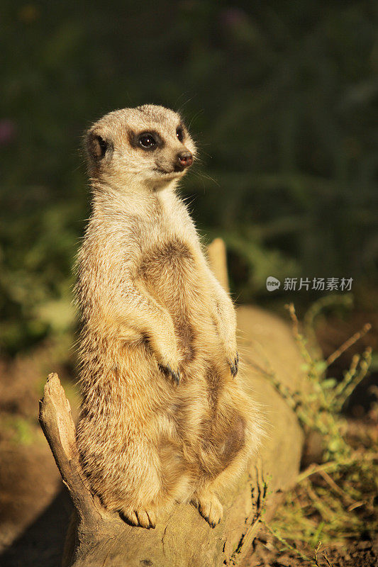 非洲猫鼬