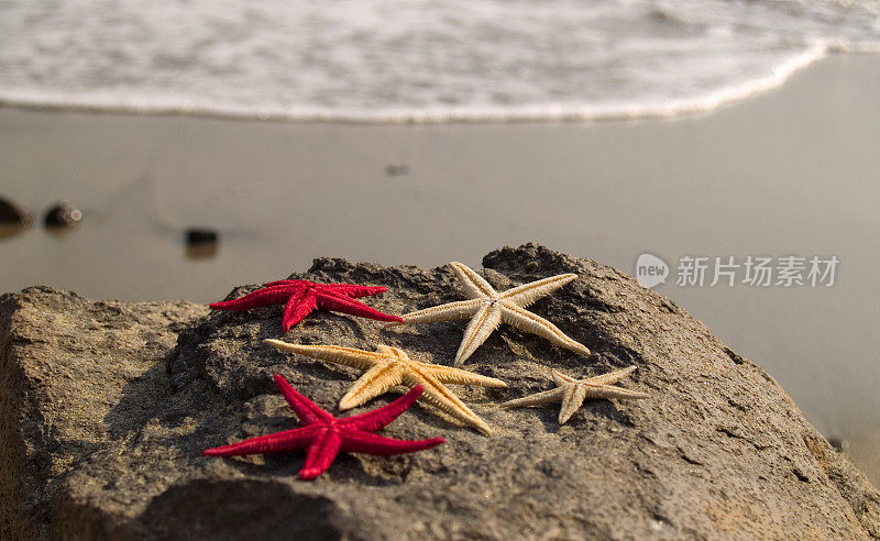 海滩上的海星