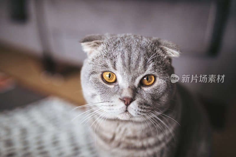 苏格兰折耳猫的猫