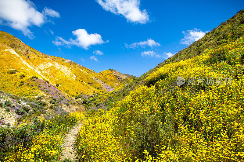 花覆盖山坡在地震范围cayon，卡里佐平原