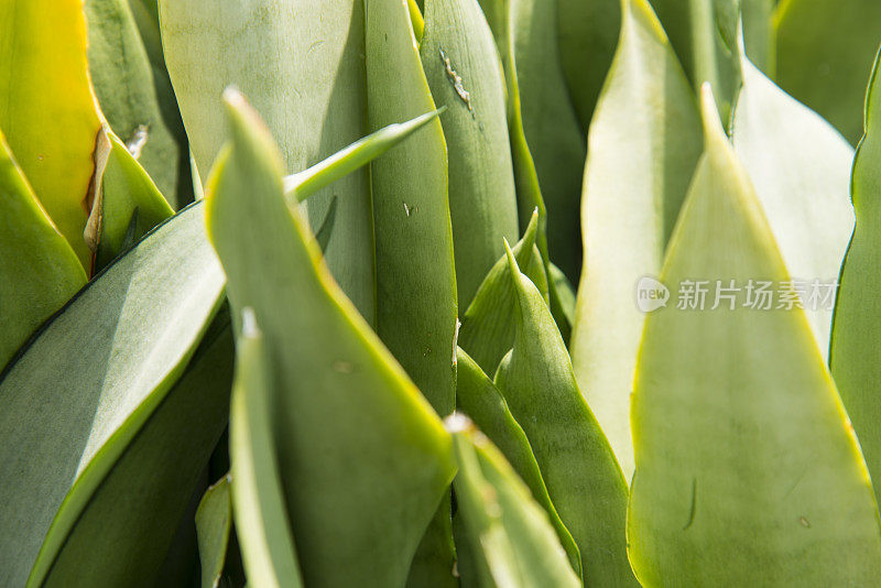 绿色芦荟多肉植物