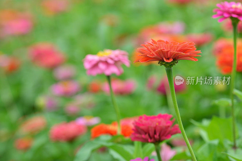 粉红色开花植物特写镜头