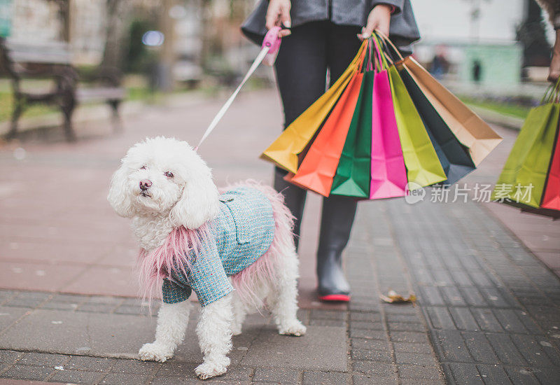 在购物与贵宾犬