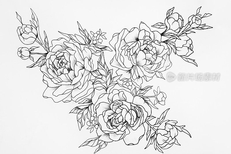 黑白素描三朵美丽的玫瑰。